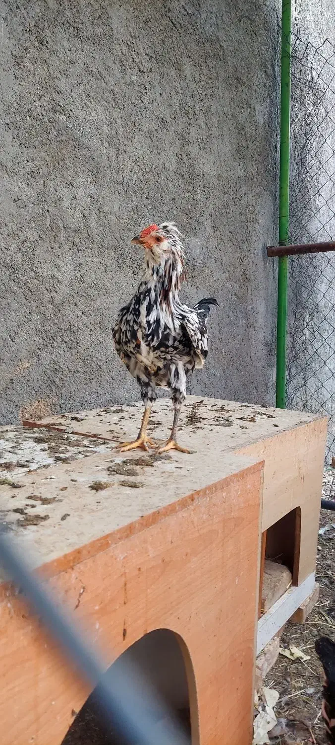 خروس گلین|حیوانات مزرعه|شاهین‌شهر, گرگاب|دیوار