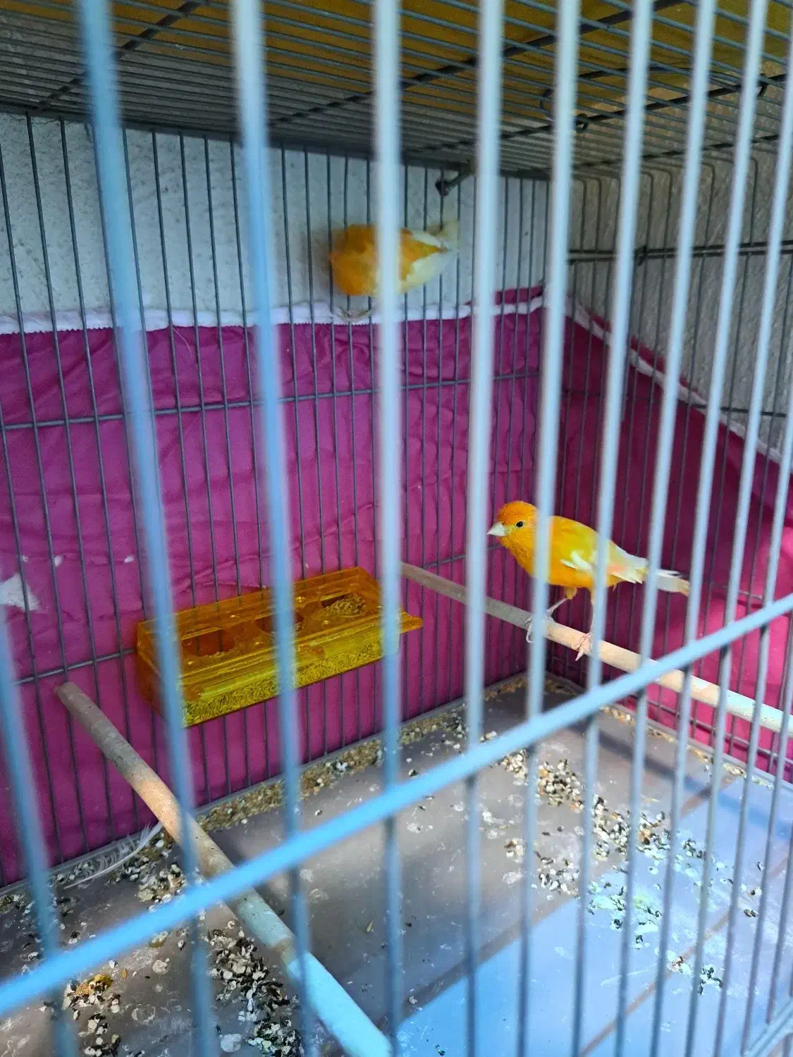 قناری نروماده|پرنده|پاکدشت, پاکدشت (مامازند)|دیوار