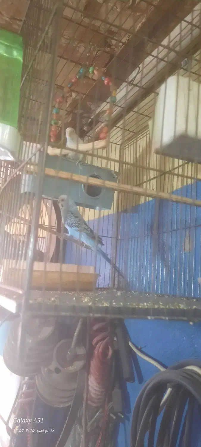 پرنده مرغ عشق|پرنده|کرج, اسلام‌آباد|دیوار