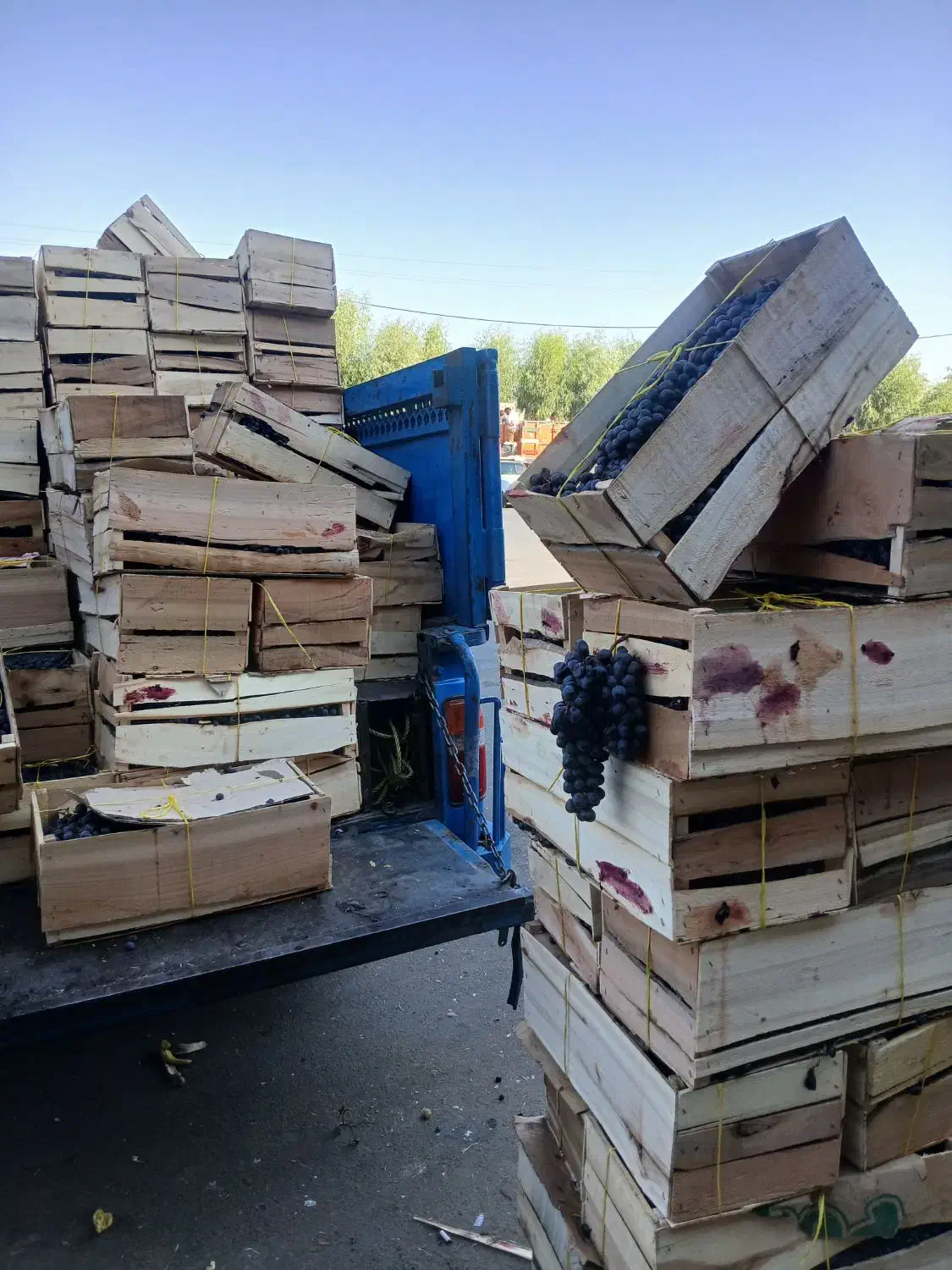 انگور دیم سردشت|عمده‌فروشی|قم, خداکرم|دیوار