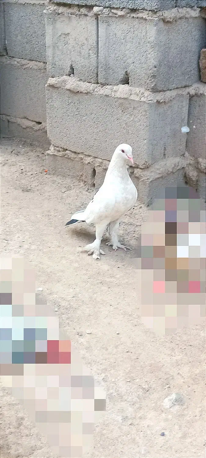 کبوتر عالی نقد ومعاوضه بامرغ عشق|پرنده|بمپور, |دیوار