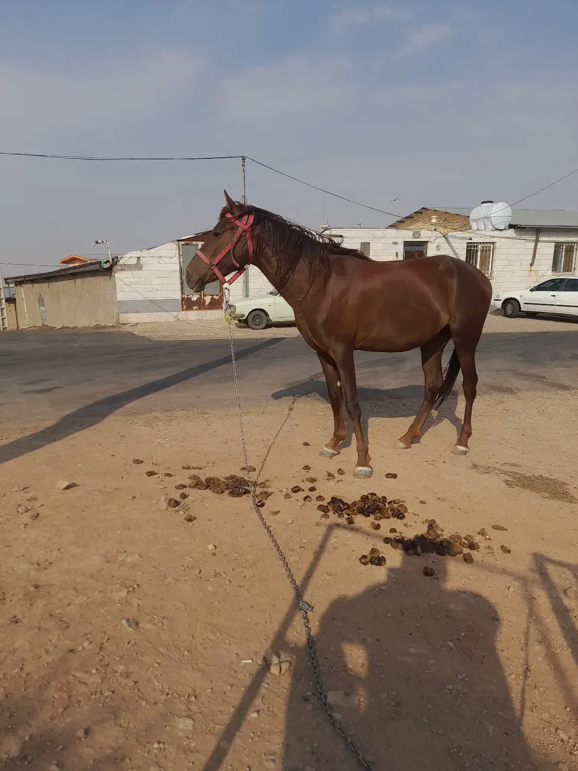 مادیان|اسب و تجهیزات اسبسواری|اراک, |دیوار