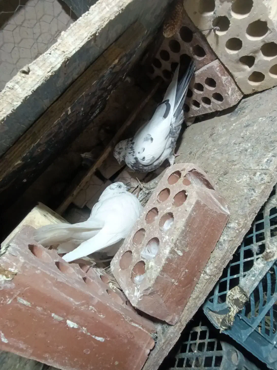 چند عدد کبوتر فقط معاوضه|پرنده|کهنوج, |دیوار