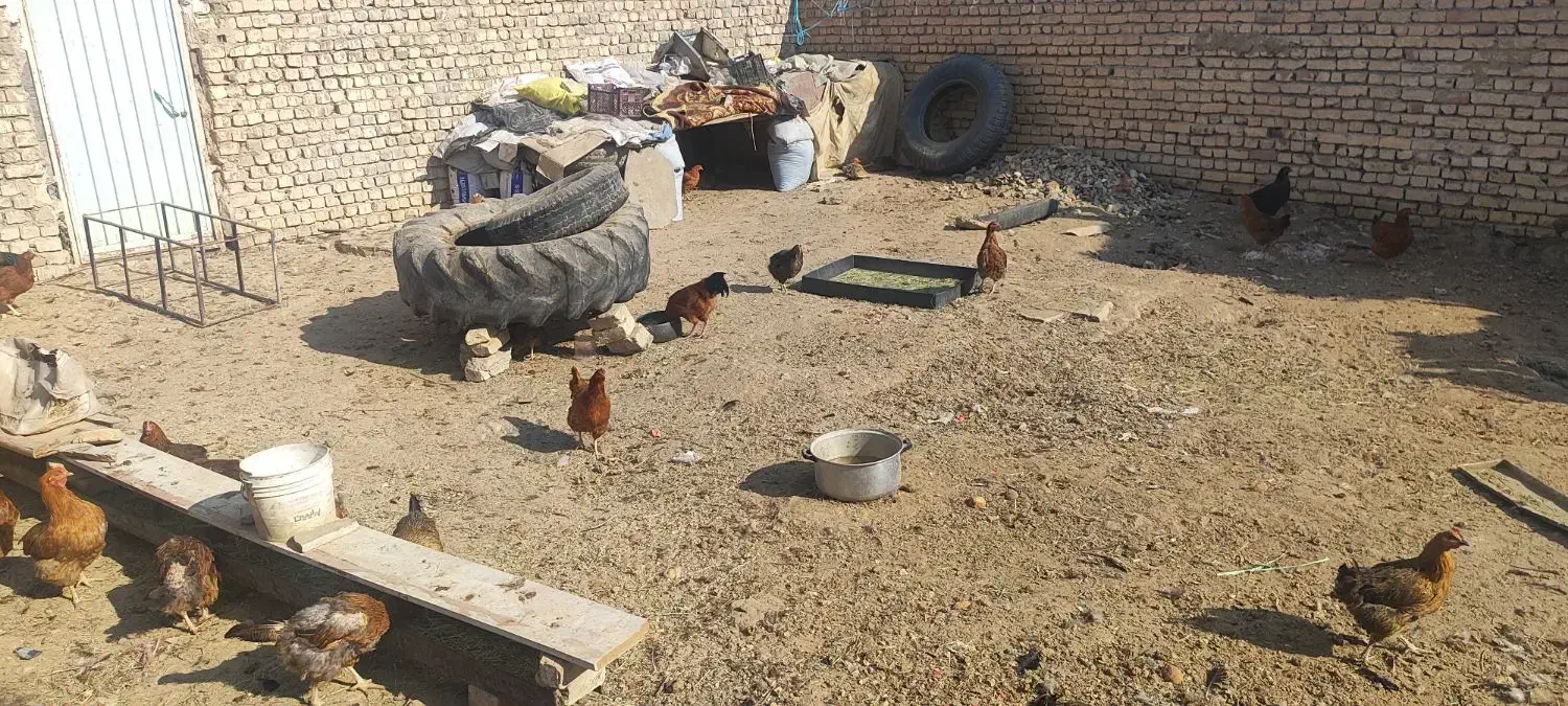 مرغ تمگذار|حیوانات مزرعه|فلاورجان, |دیوار