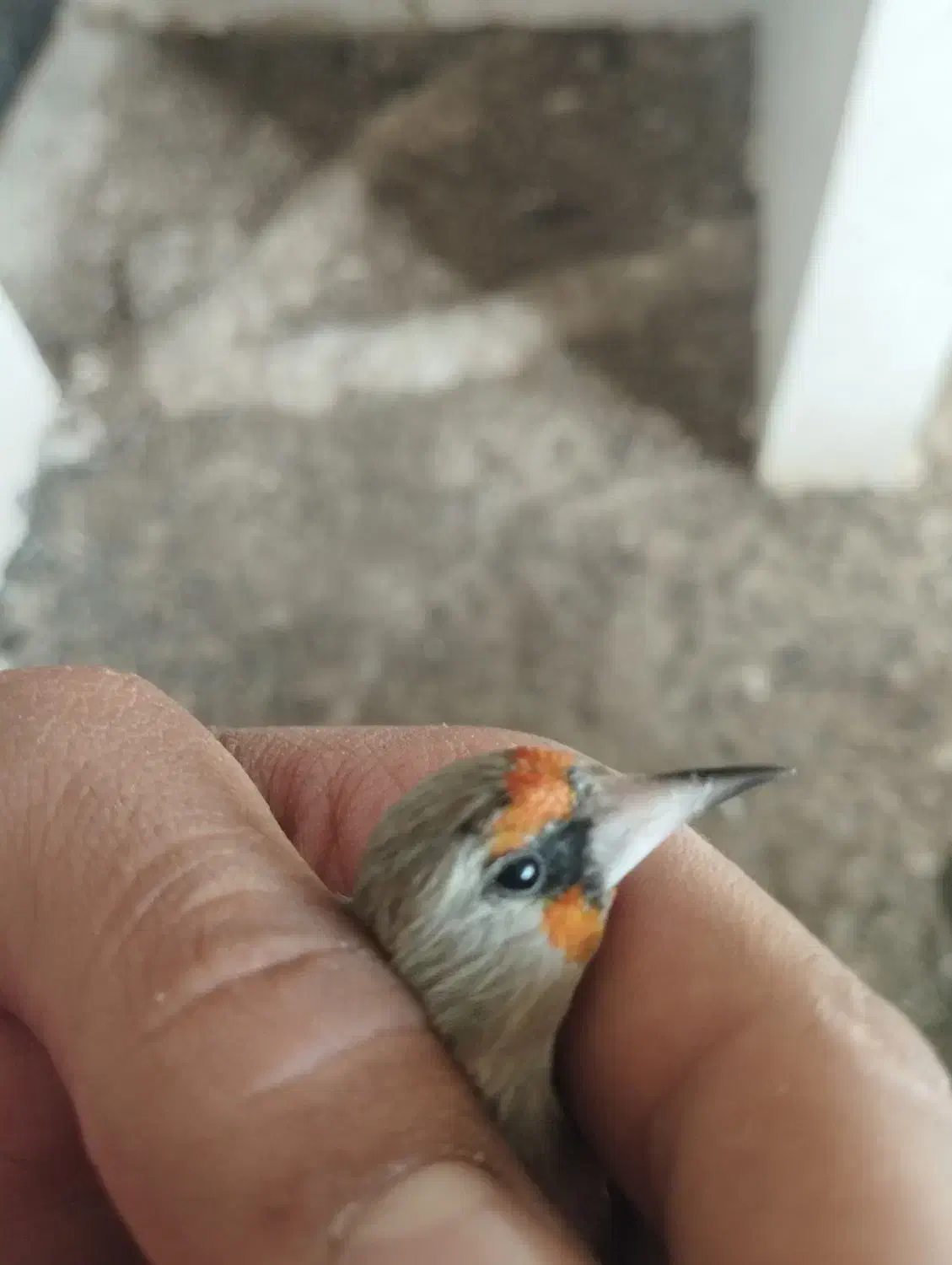 سهره|پرنده|آشخانه, |دیوار