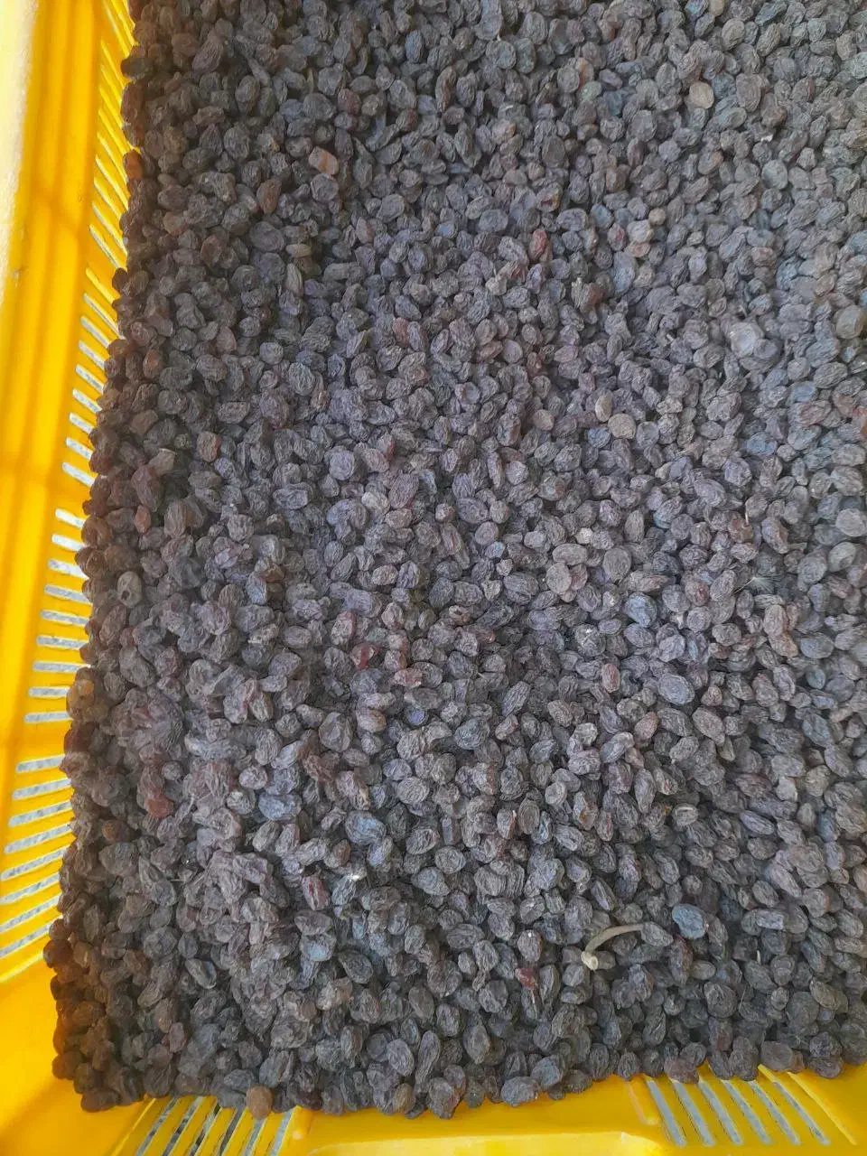 کشمش|خوردنی و آشامیدنی|تاکستان, |دیوار