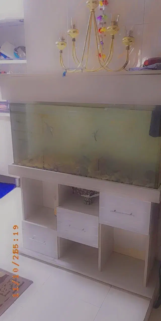 اکواریوم شیشه خم یک متری با میز پایه|ماهی|مشکیندشت, |دیوار