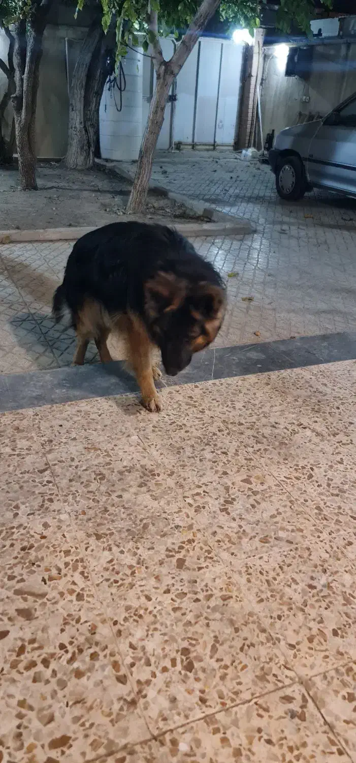 سگ ژرمن شولاین|سگ|شاهین‌شهر, حافظ شمالی|دیوار