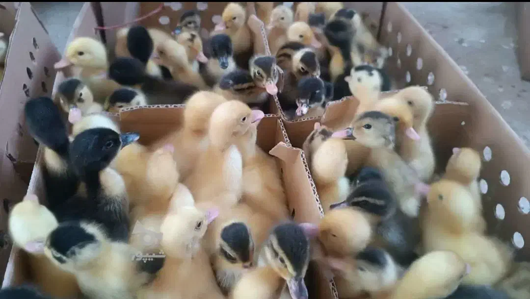 اردک ورامینی اصل ( بگ بگی)|حیوانات مزرعه|بابل, |دیوار