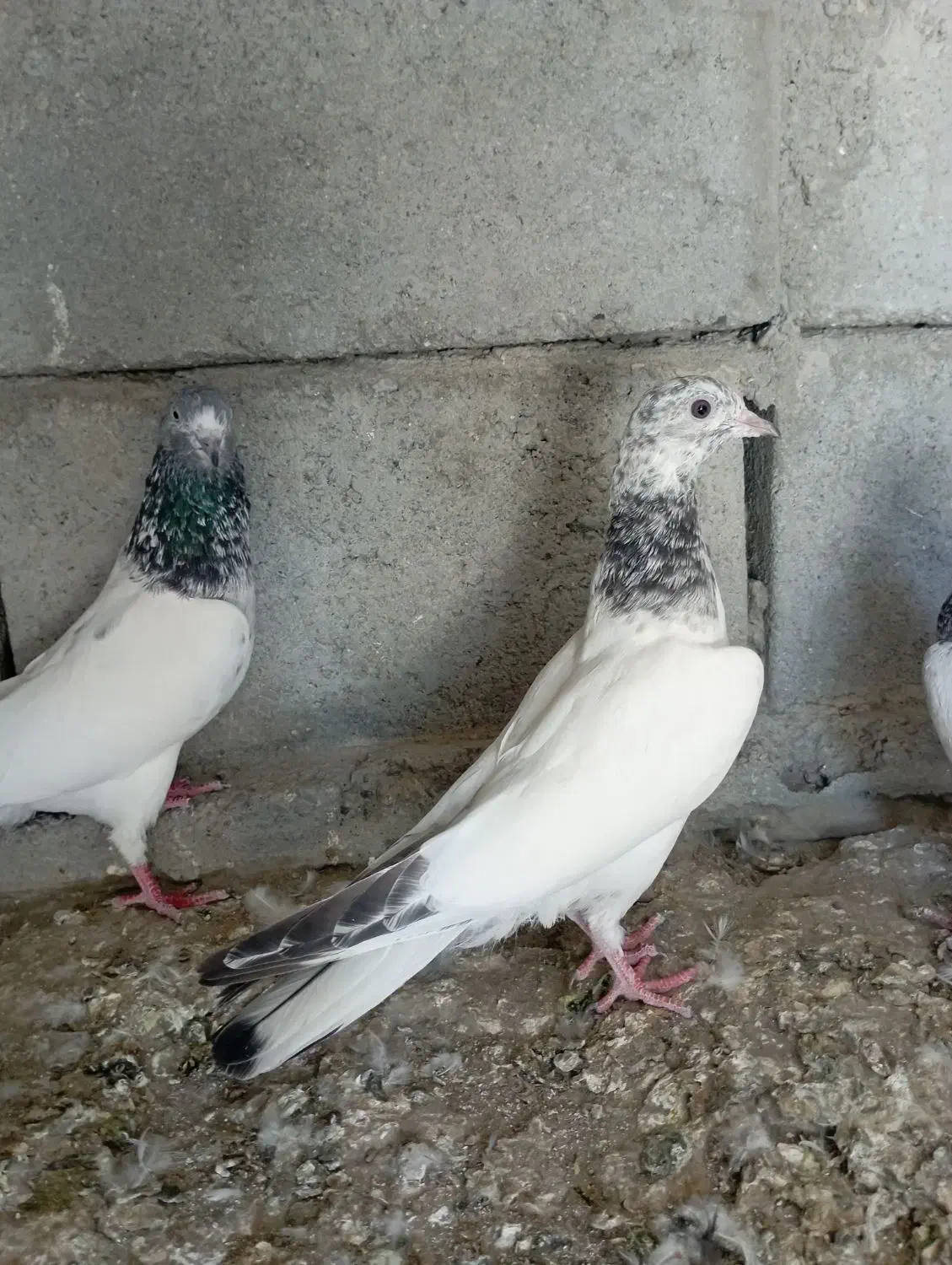 کبوتر فروشی پاکستانی|پرنده|سندرک, |دیوار