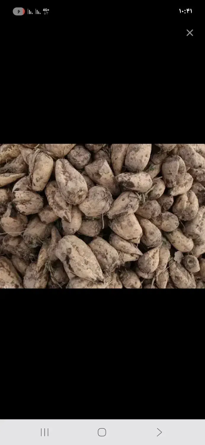 فروش حدود ۷ ونیم چغندر سالم یک جا|عمده‌فروشی|اسدآباد, |دیوار