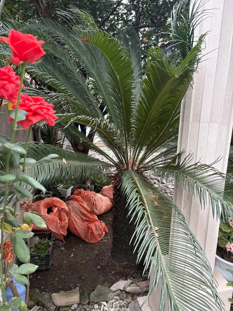 گل سیکاس (چند عدد موجود)|گل و گیاه طبیعی|ماسال, |دیوار