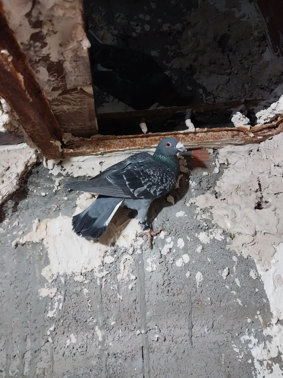 ۴تا صید|پرنده|بجنورد, |دیوار