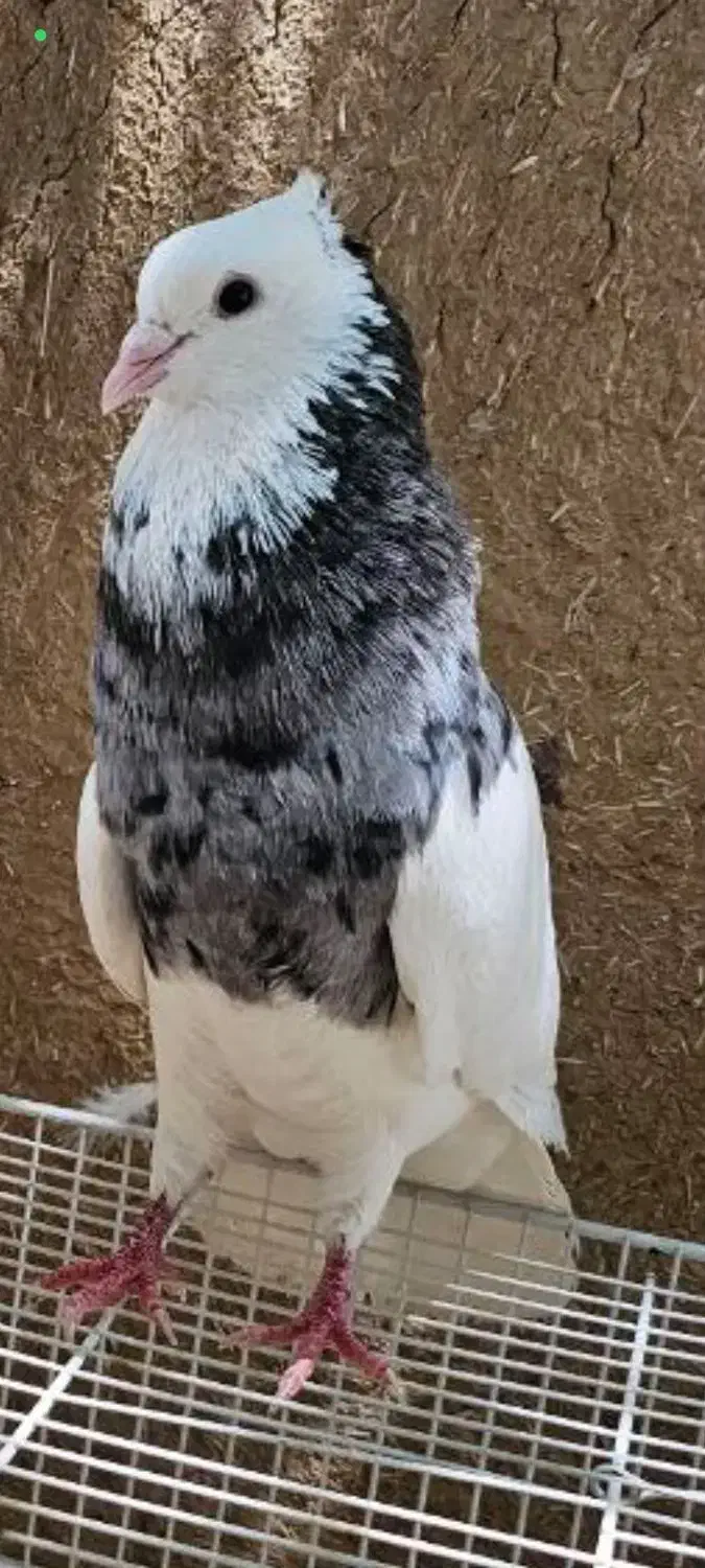 ماده طوقی هفترنگ فروشی|پرنده|فردوس (خراسان), |دیوار