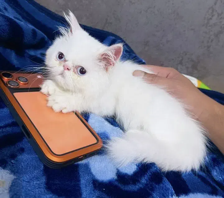 واگذاری گربه پرشین سوپرفلت|گربه|ارومیه, |دیوار