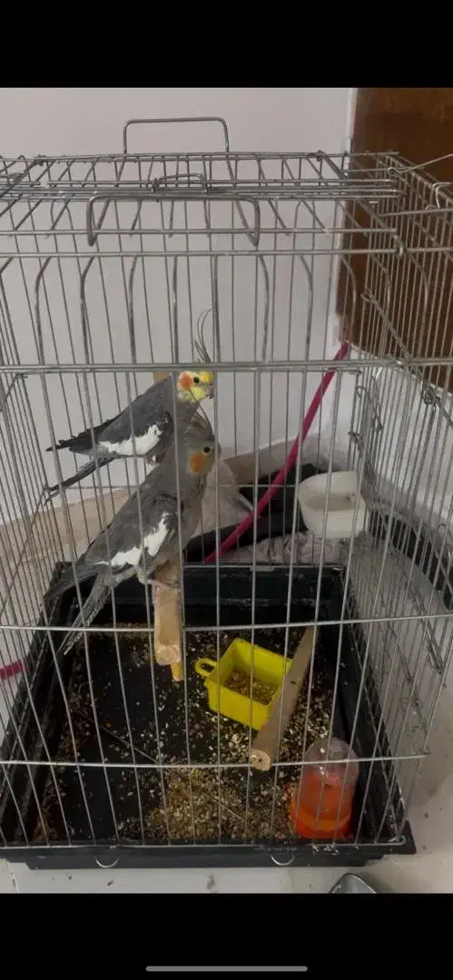 عروس هلندی|پرنده|رفسنجان, |دیوار