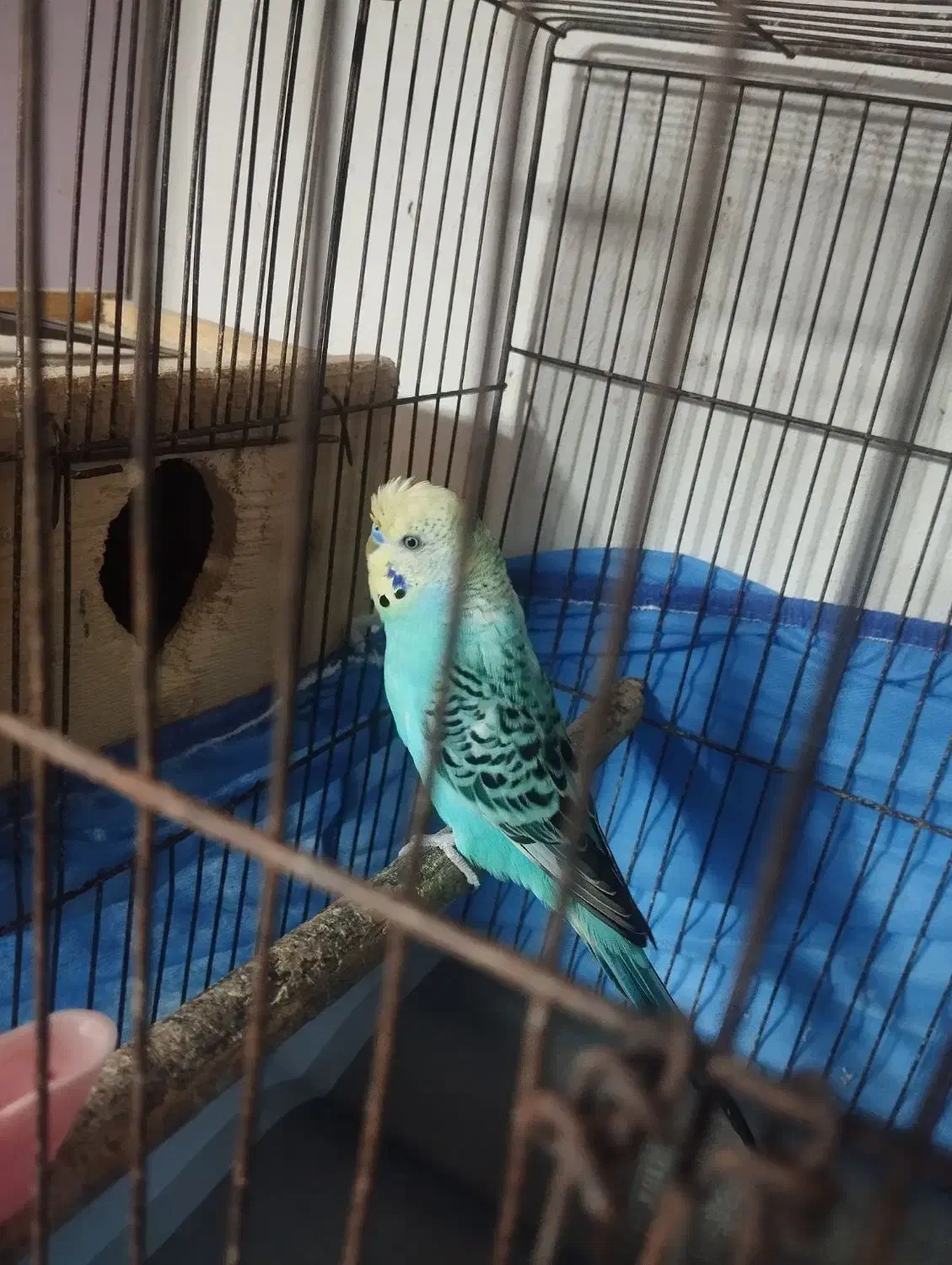 مرغ عشق مولد|پرنده|رشت, باهنر|دیوار