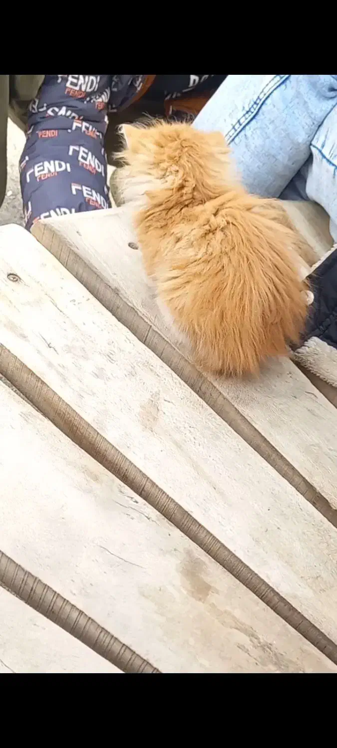 گربه پرشین|گربه|ارومیه, |دیوار