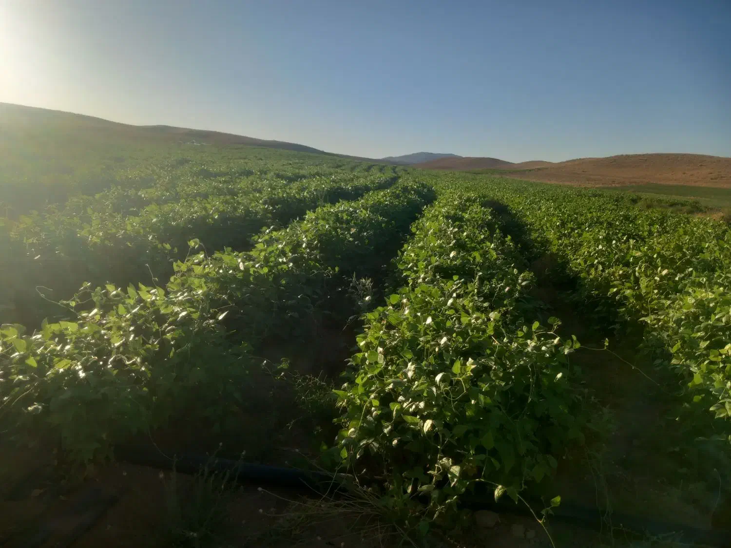 ملک کشاورزی|فروش دفتر صنعتی، کشاورزی، تجاری|نیشابور, ماروسک|دیوار