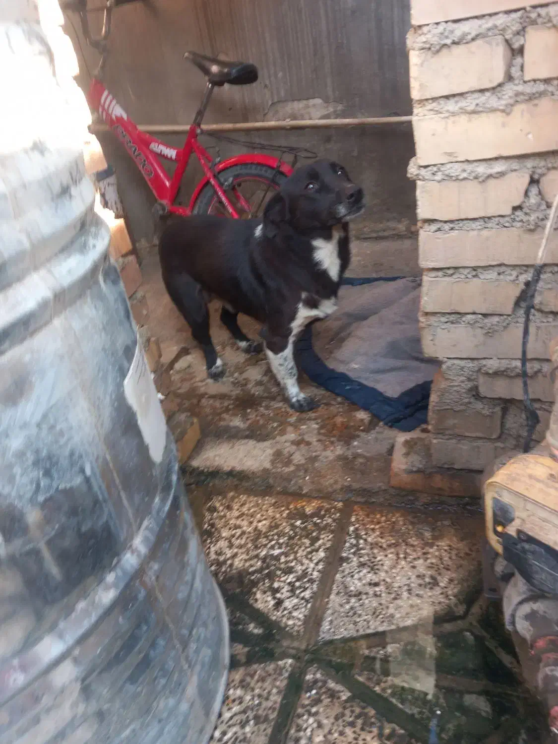 واگذاری سگ پاکوتاه|سگ|رامیان, |دیوار