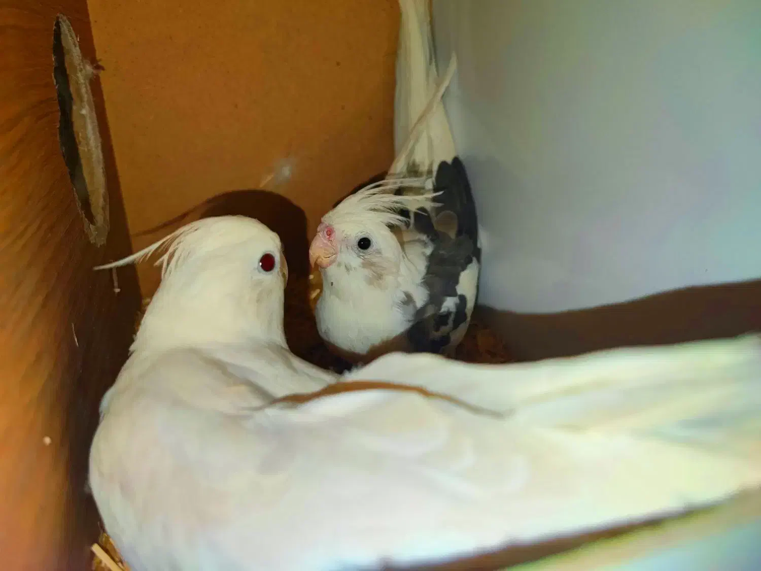 جفت مولد عروس هلندی آلبینو و آلبینو دوکت|پرنده|بم, |دیوار