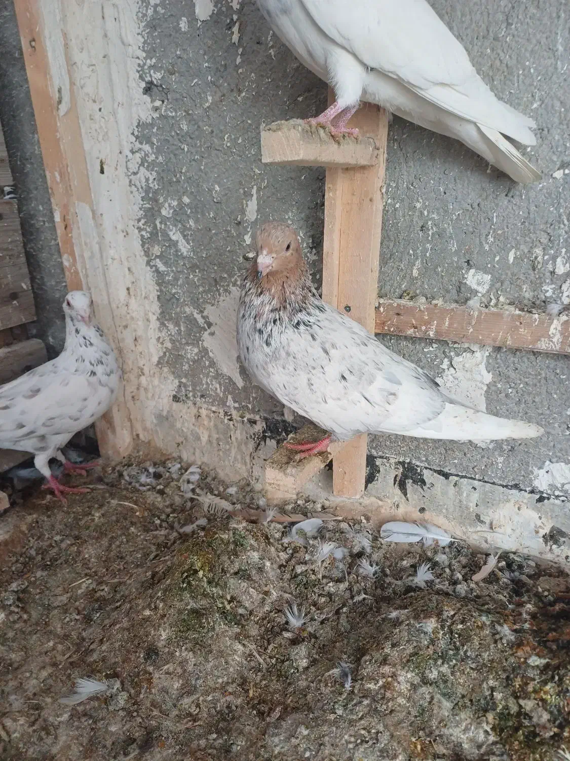 کبوتر ماده|پرنده|بجنورد, |دیوار