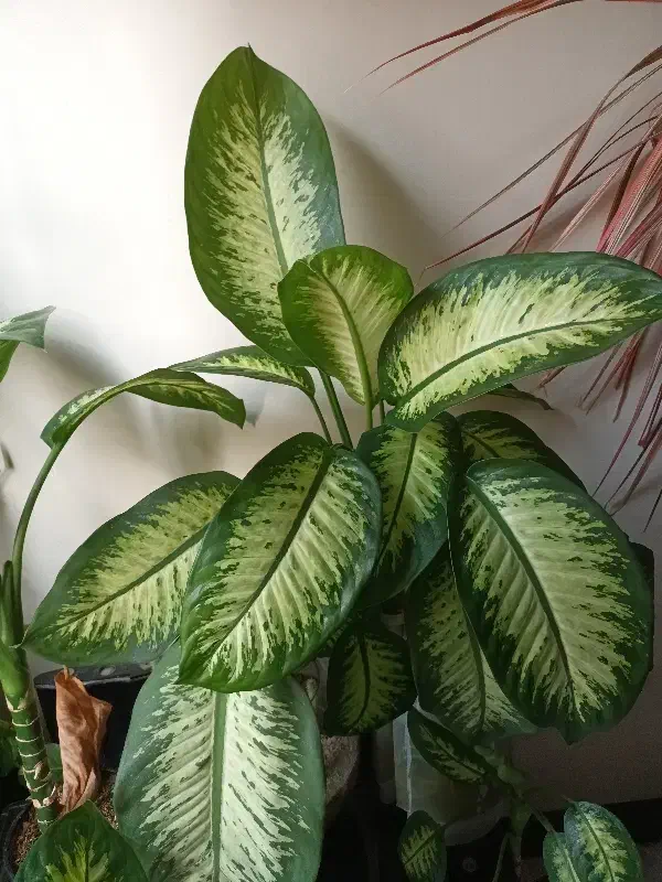 گل دیفن بافیا ۳تا|گل و گیاه طبیعی|تهران, شهرک شهید باقری|دیوار