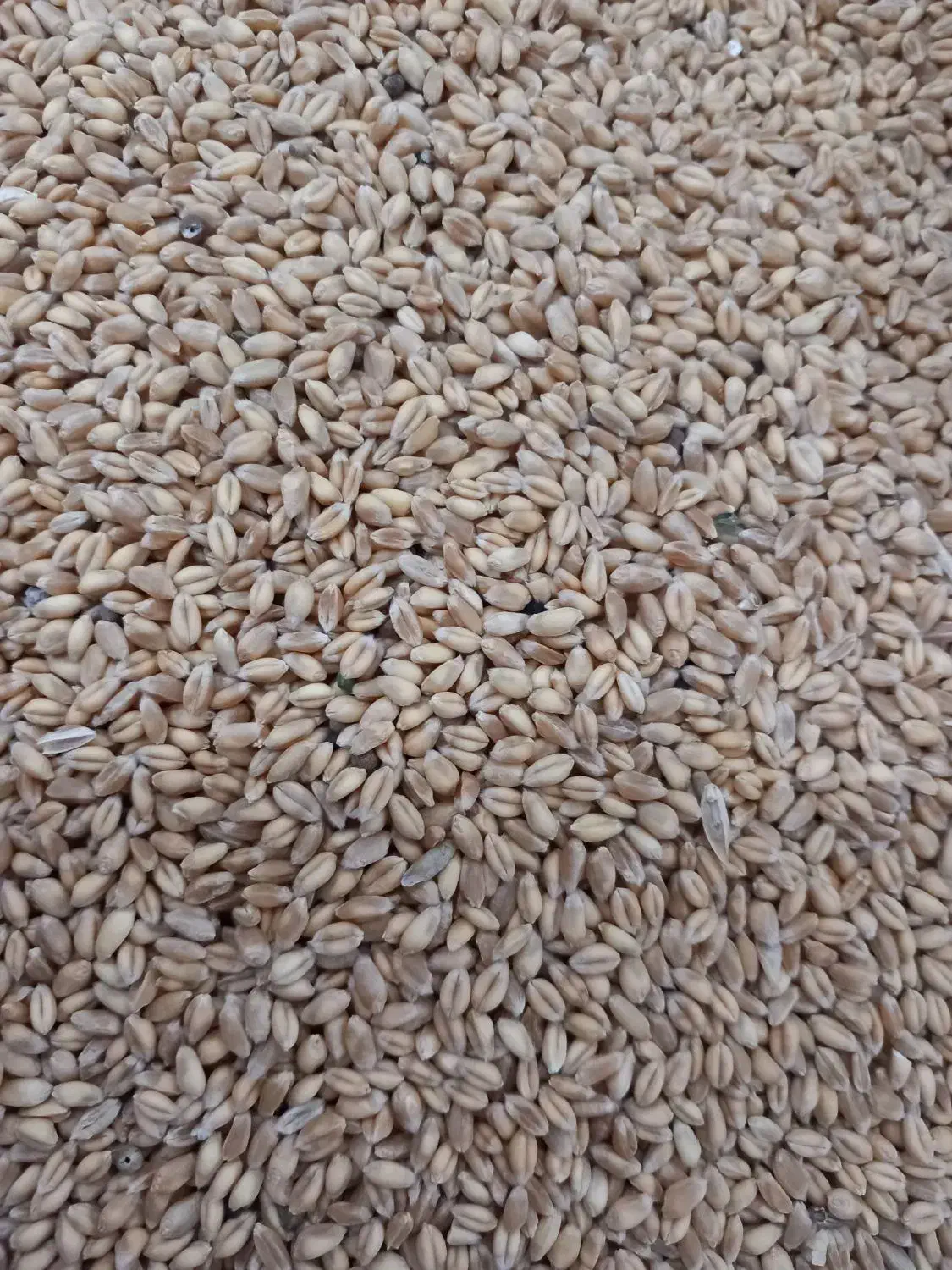 گندم پیشگام|خدمات باغبانی و درختکاری|شازند, |دیوار