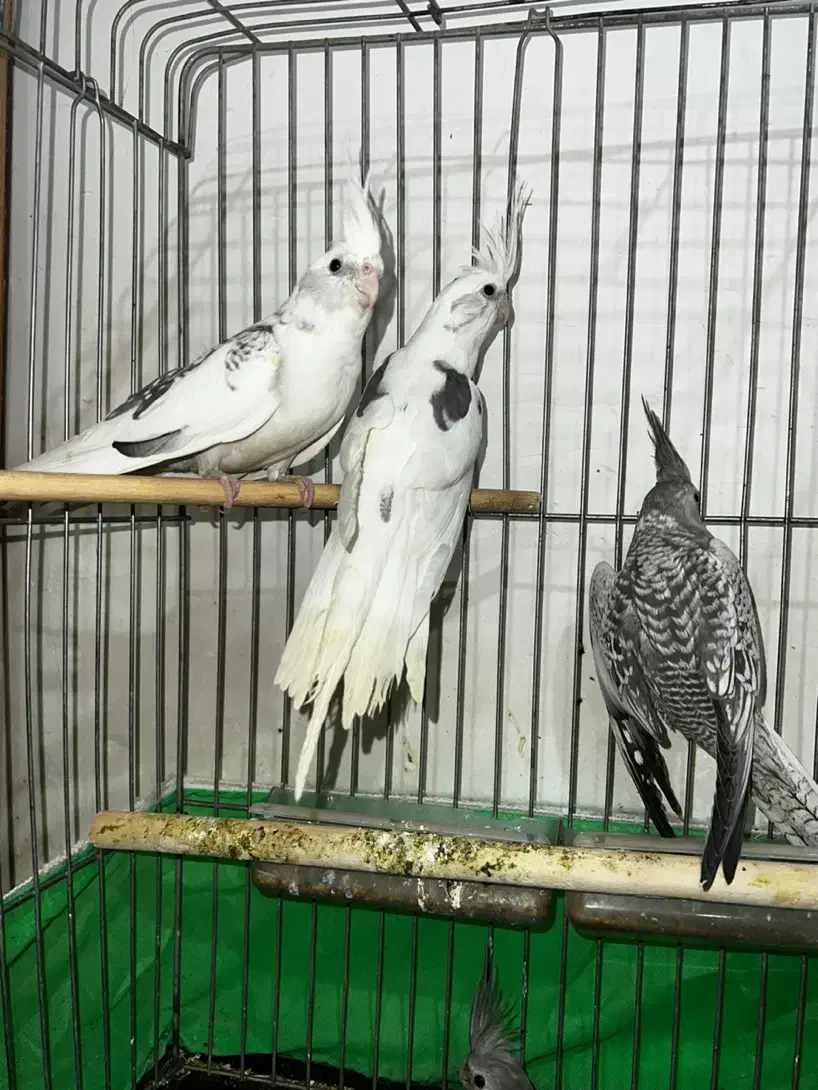 عروس هلندی|پرنده|ایلام, |دیوار