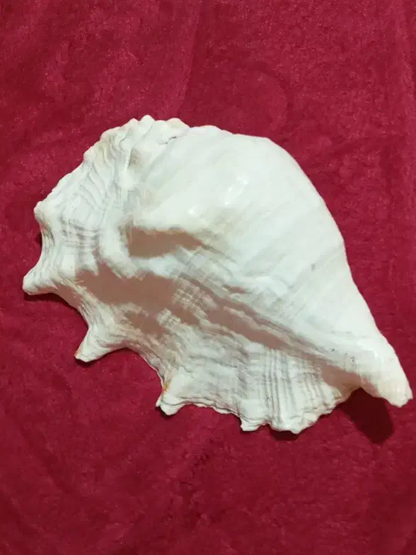 صدف دریایی سایز بزرگ|صنایع دستی و سایر لوازم تزئینی|ری, جوانمرد قصاب|دیوار