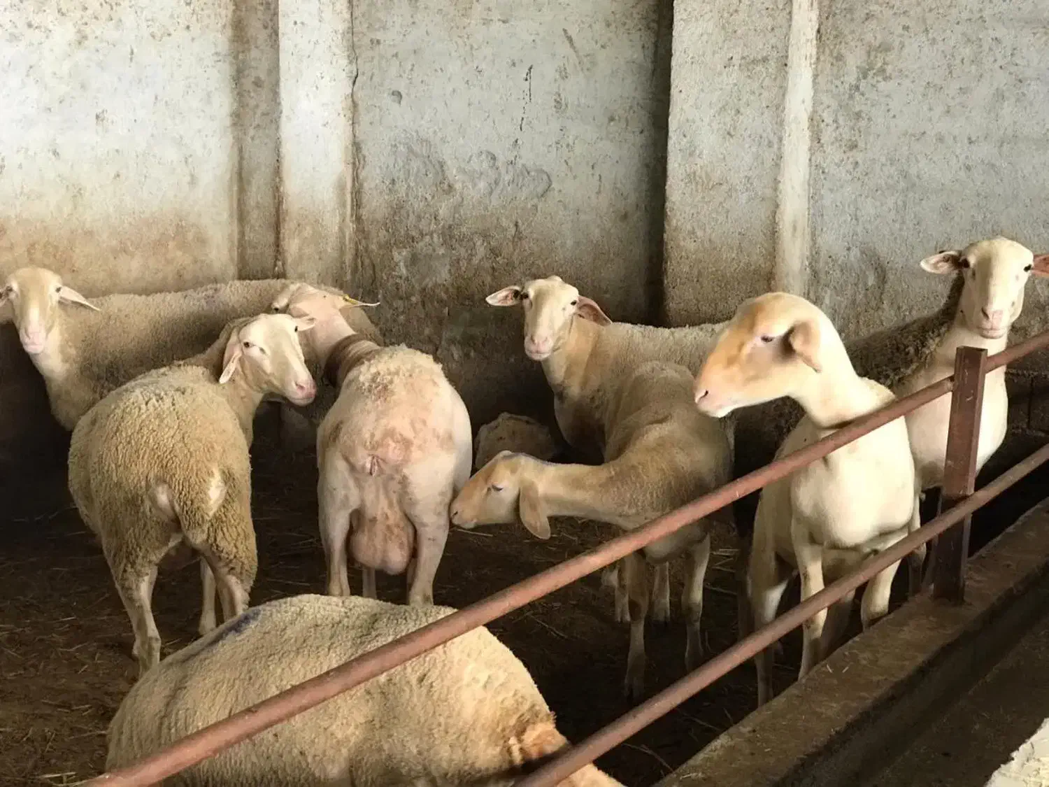 پرواری، شیری،داشتی|حیوانات مزرعه|جلین, |دیوار