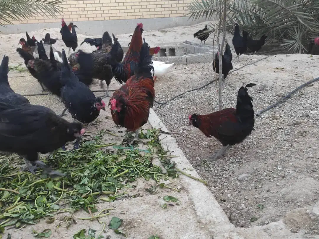 چند عدد خروس یک ساله محلی حنایی|حیوانات مزرعه|اهرم, |دیوار