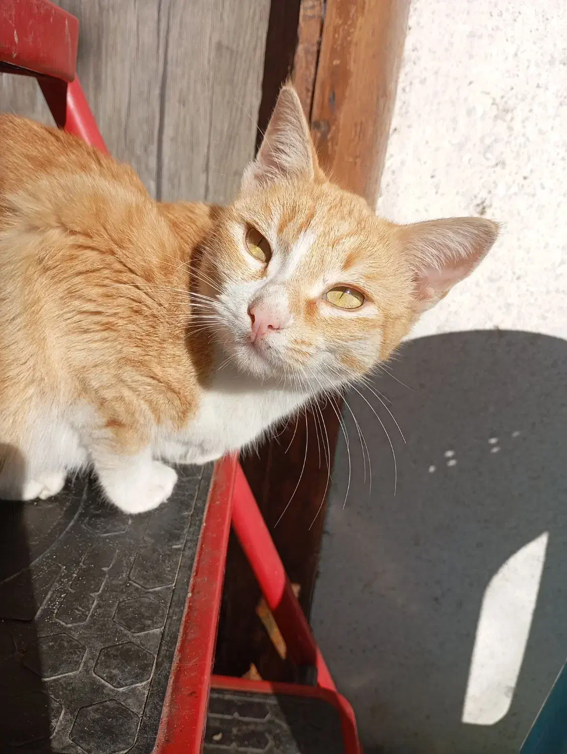 گربه نارنجی  گمشده|حیوانات|لنگرود, |دیوار