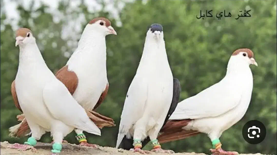 کفتر ساده افغان مگسی یا امری|پرنده|مشهد, نیزه|دیوار