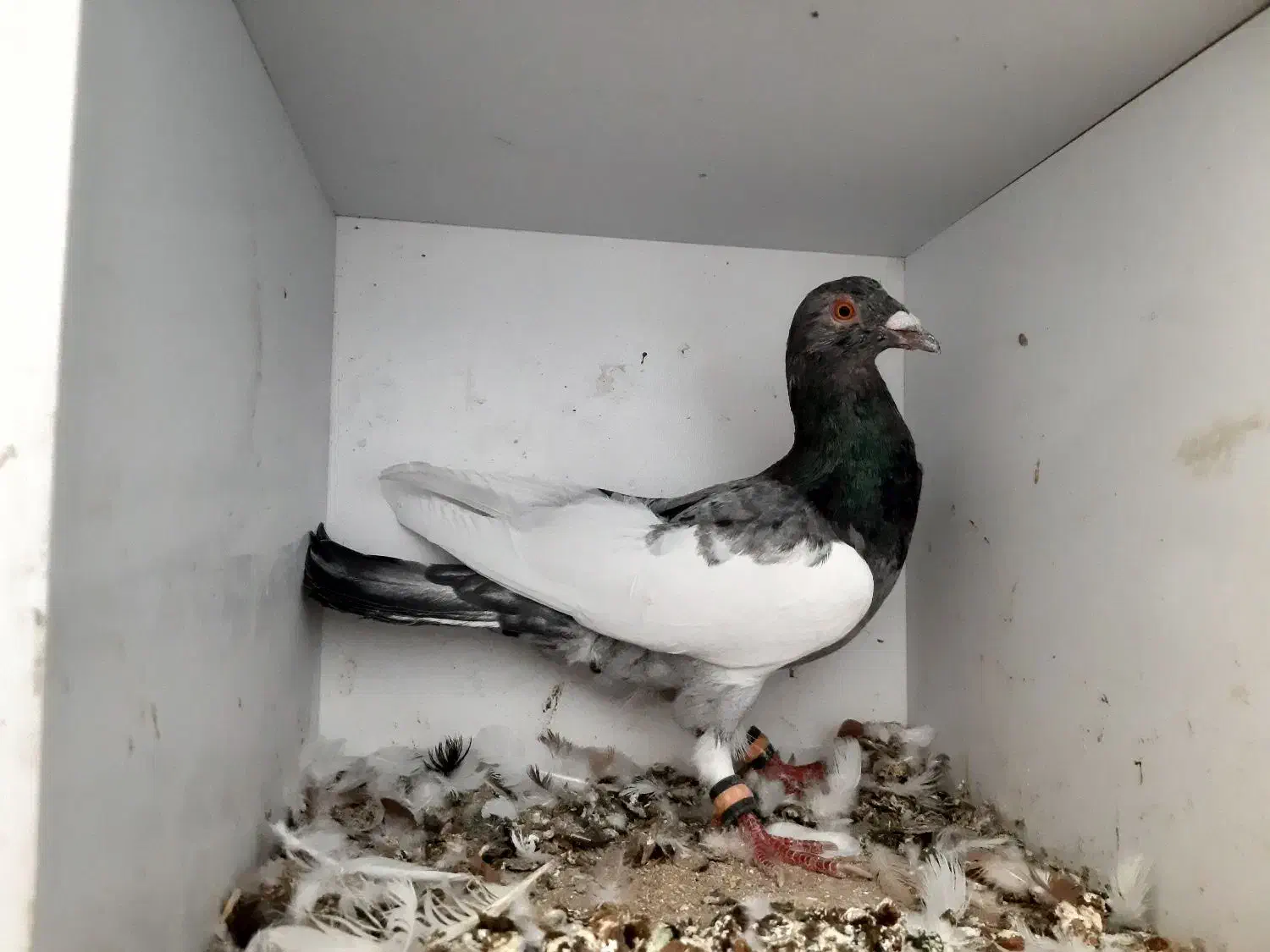 یهودی هفت رنگ نر خوش تیپ|پرنده|رضویه, |دیوار