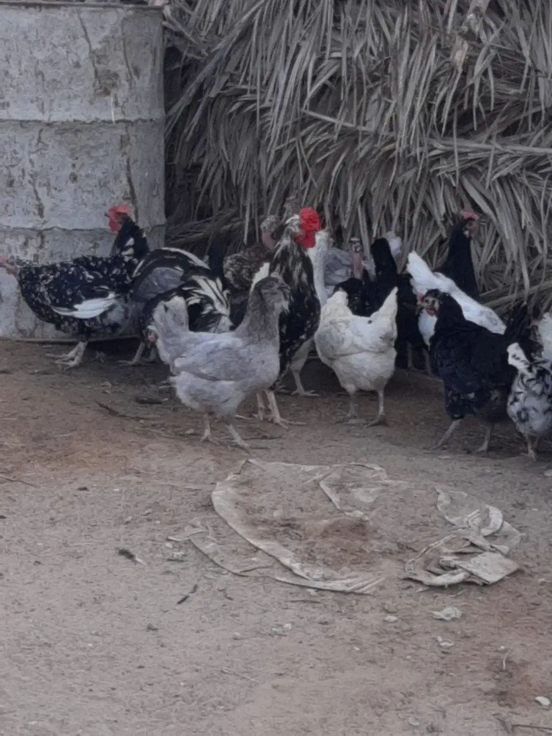 تخم مرغ محلی اصل اصل|خوردنی و آشامیدنی|بوشهر, |دیوار