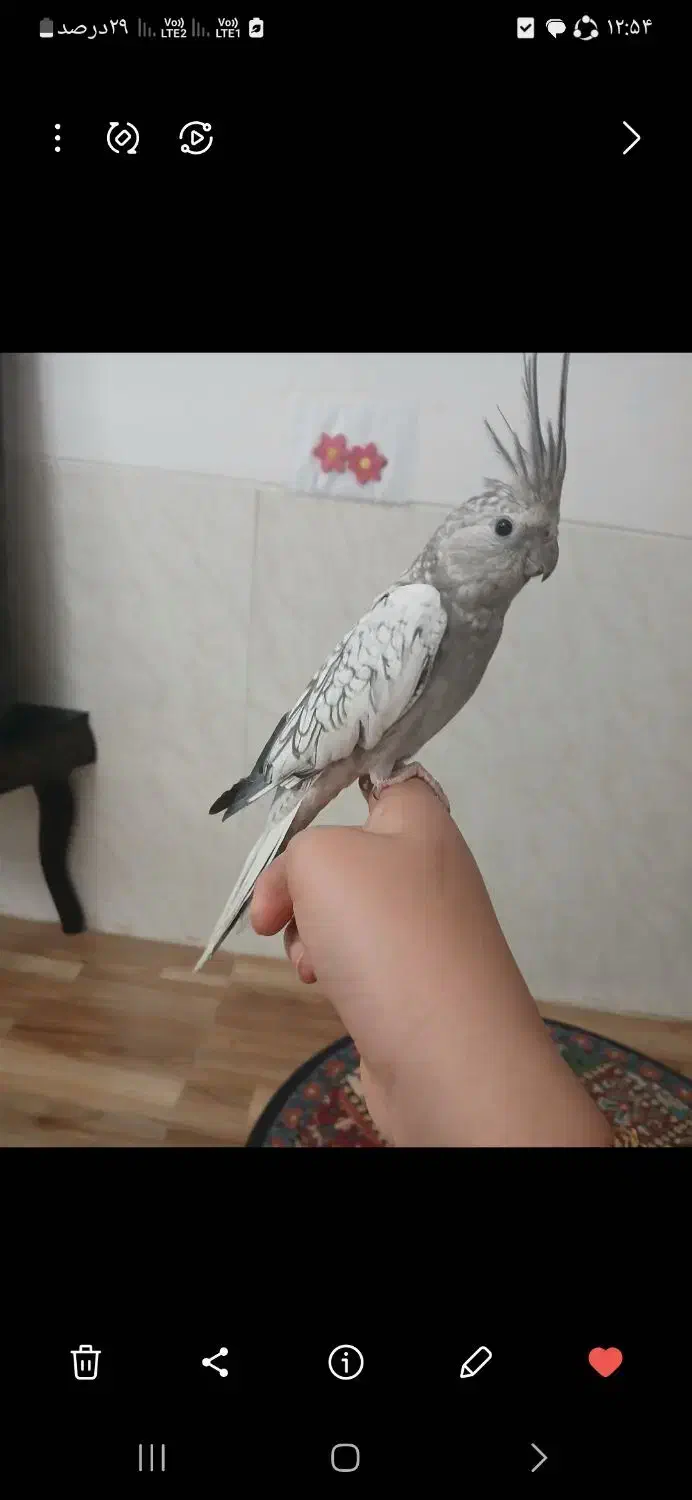 پرنده|پرنده|بهمن, |دیوار