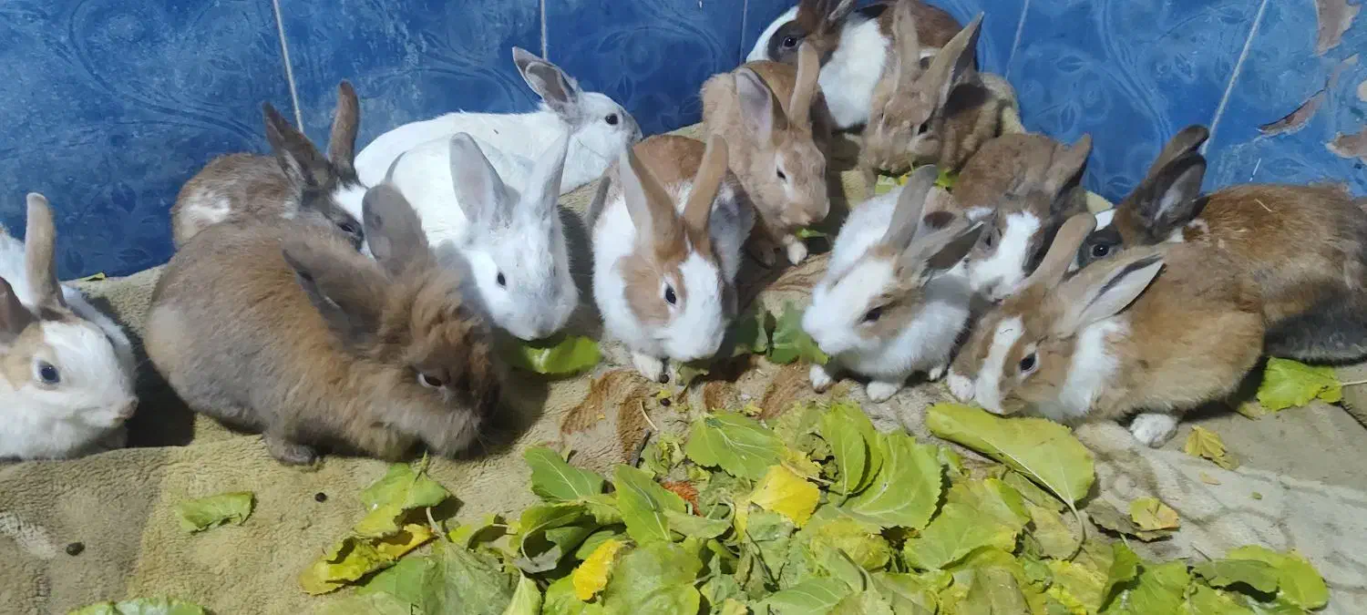 خرگوش دورگه ماده ساده نر لپ|موش و خرگوش|شاندیز, |دیوار