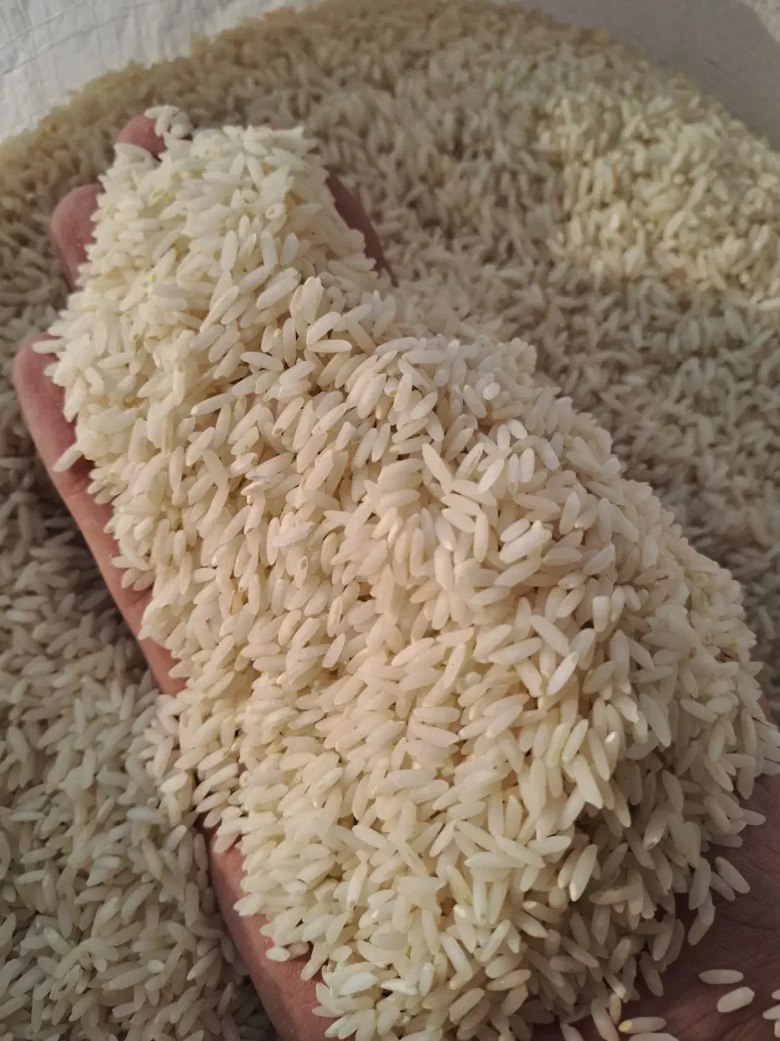 برنج اصیل و معطر ممان میانه|خوردنی و آشامیدنی|زنجان, |دیوار