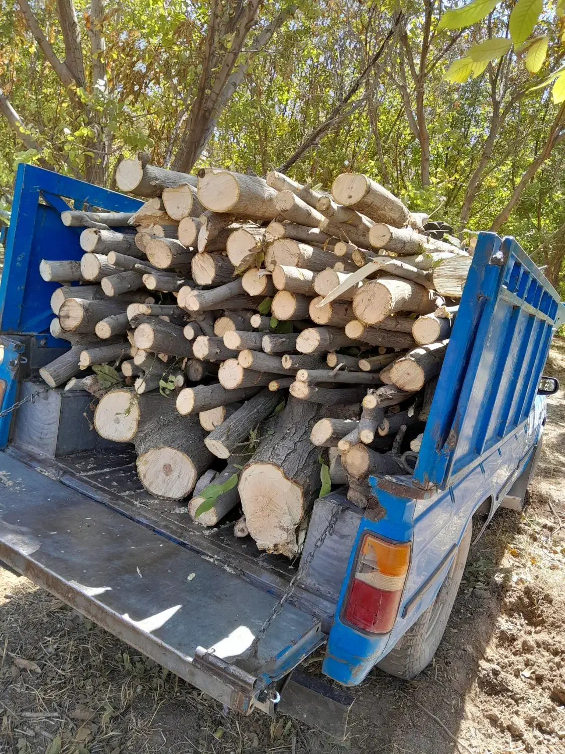 برش و قطع درخت|خدمات باغبانی و درختکاری|ایوان, |دیوار