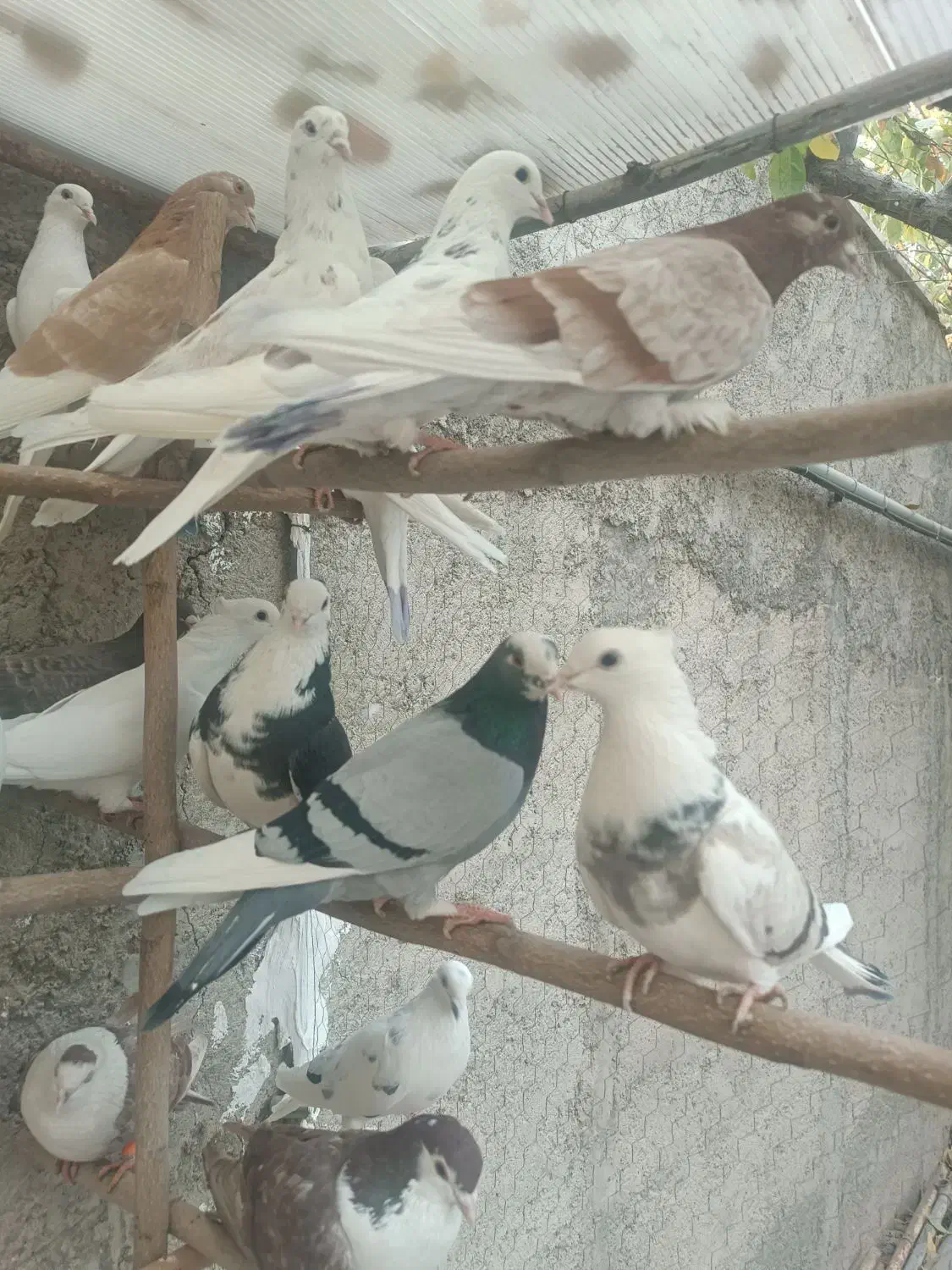 کفتر|پرنده|شهریار, رضی آباد بالا|دیوار