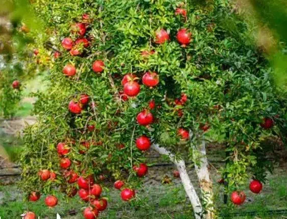 پیش فروش نهال انار خزربردکسن لیبل دار|خدمات باغبانی و درختکاری|باینگان, |دیوار