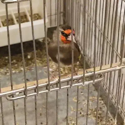 سهره دورگ جفتی سهره با رسمی خوبم میزنم|پرنده|تهران, صادقیه|دیوار