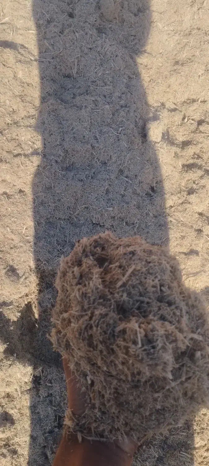 کاه نیشکر|عمدهفروشی|میاندوآب, |دیوار