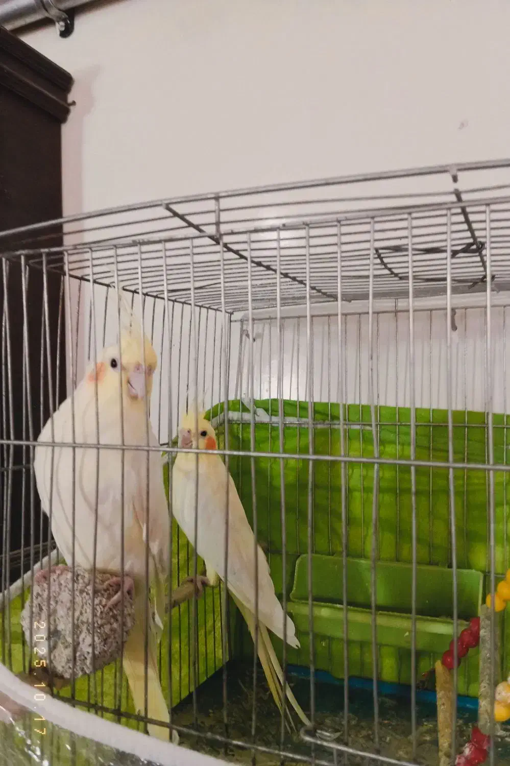 پرنده عروس|پرنده|تربتحیدریه, شهدا|دیوار