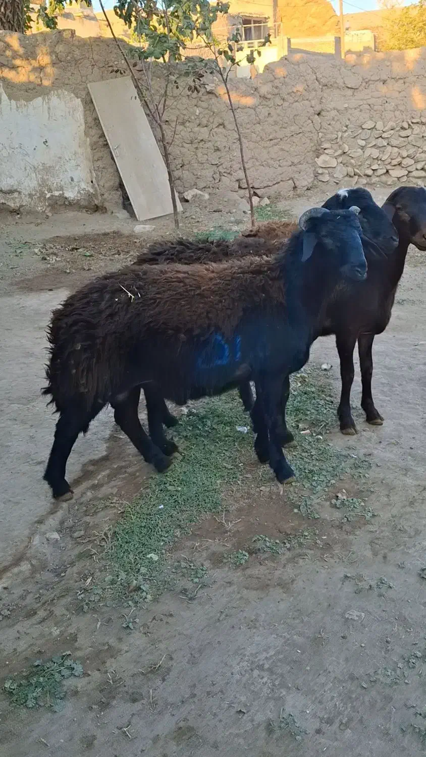 گوسفند زنده|حیوانات مزرعه|زنجانرود, |دیوار