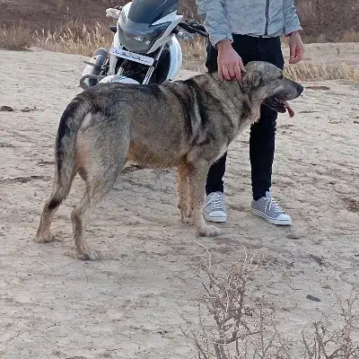 سگ پژدر4ساله|سگ|زنجان, |دیوار