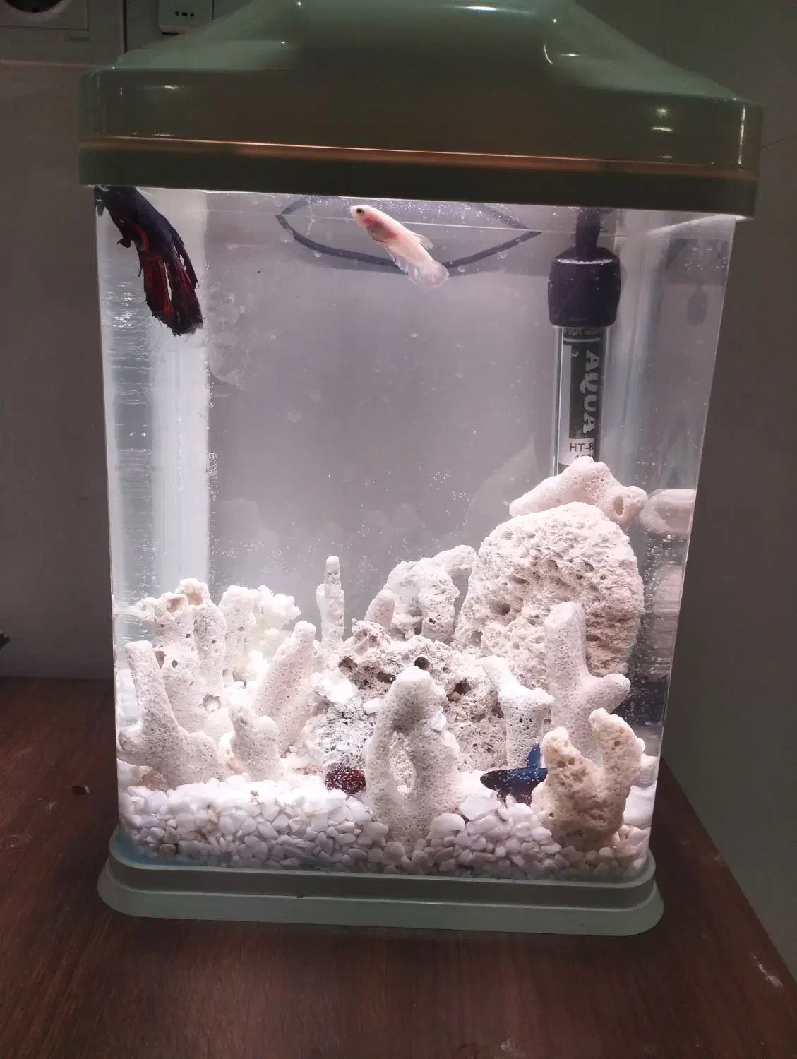 ماهی فایتر ، لوازم آکواریوم ، لوازم اکواریوم|ماهی|رشت, منظریه|دیوار