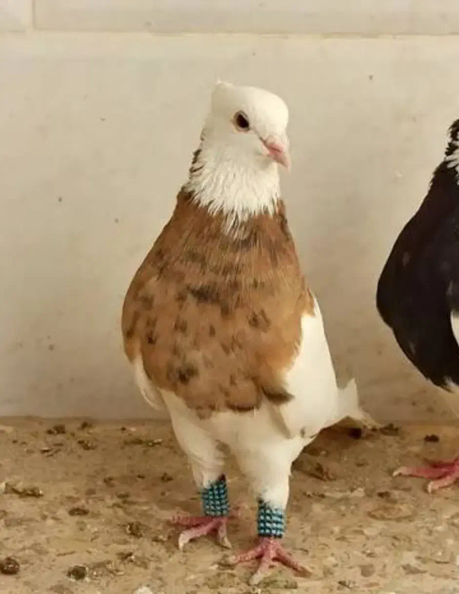 کبوتر گمشده|پرنده|قروه, |دیوار