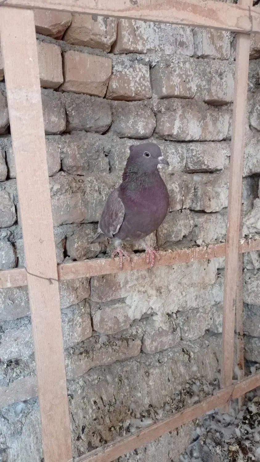 250.000|پرنده|کاشان, اراضی فتح المبین (محمدیه)|دیوار